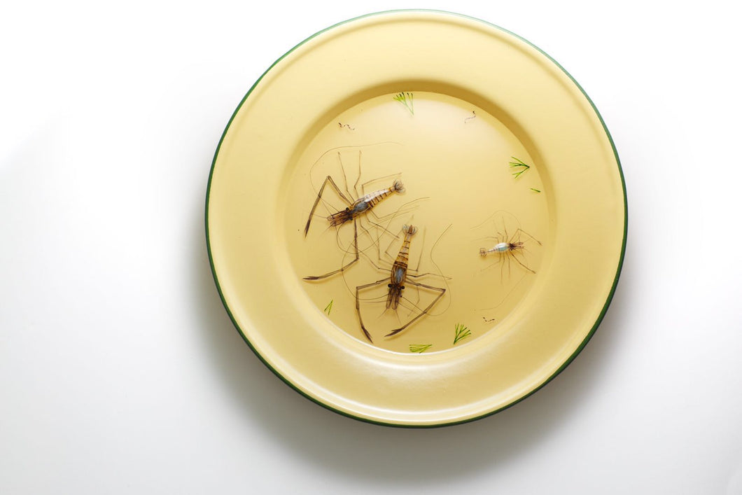 Six small shrimps