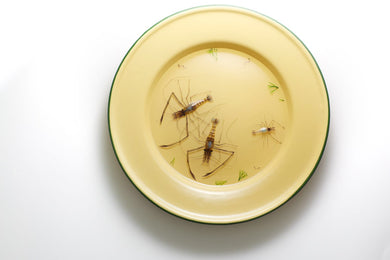 Six small shrimps